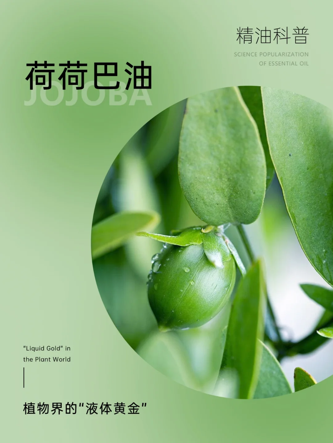 精油科普|植物界“液体黄金”——荷荷巴油