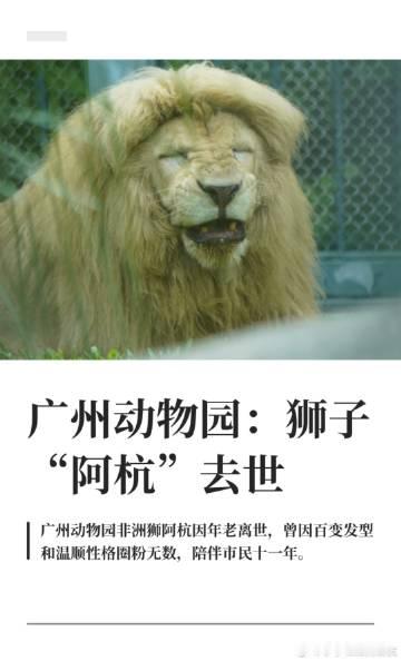 那个梳着齐头帘的大🦁离开了