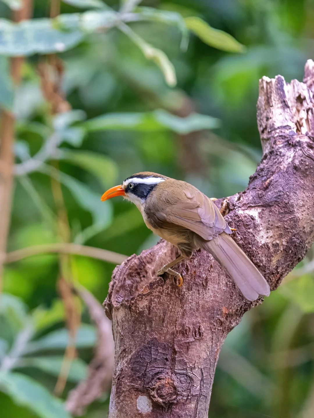 红嘴钩嘴鹛的烈焰红唇