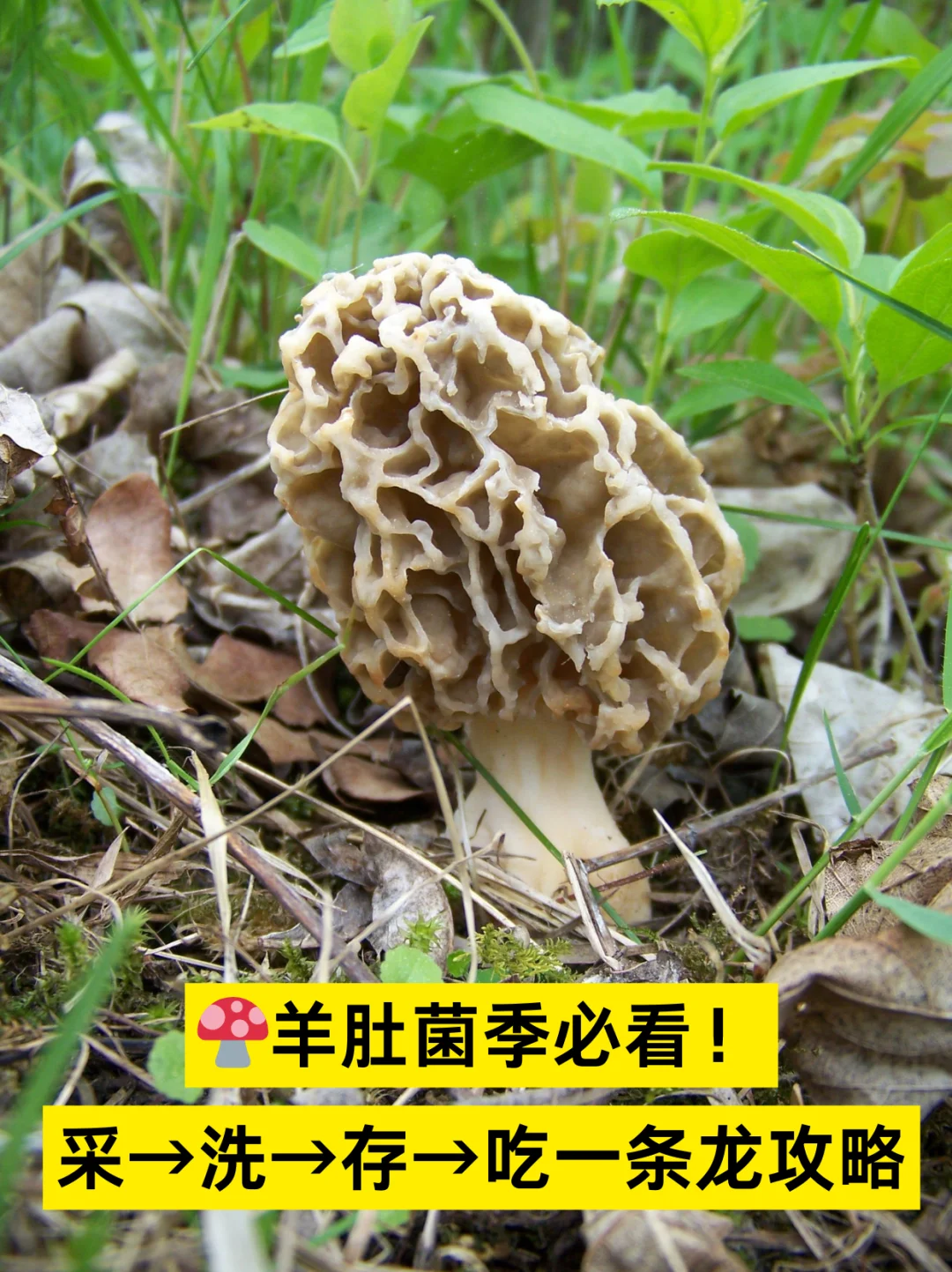 从采摘到保存｜羊肚菌全操作指南