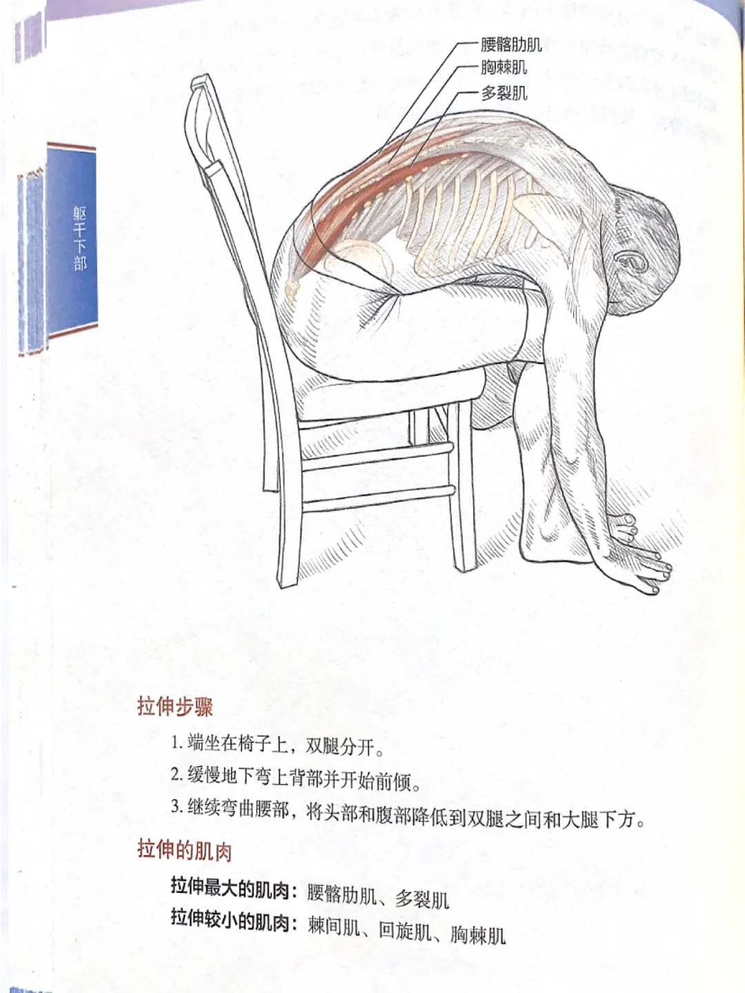 分享一个拉伸动作 缓解腰酸腰痛｜拉伸训练