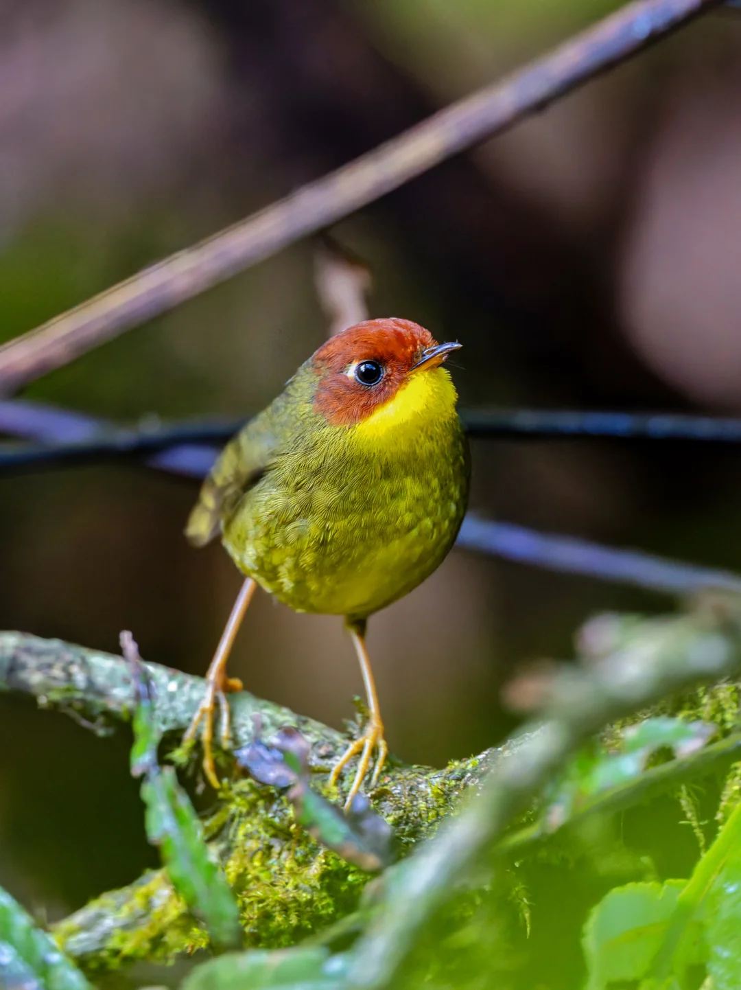这么可爱的小鸟，怎么这么难拍？栗头树莺