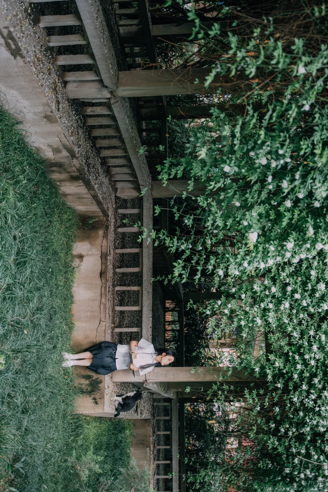 西北大学的木香花长廊