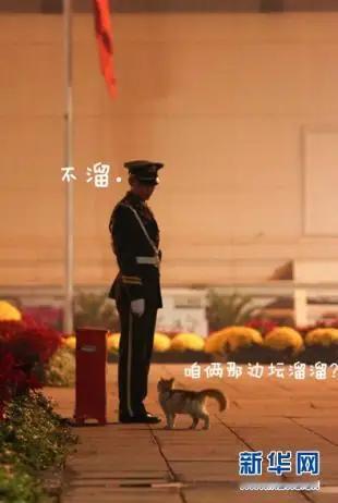 天安门站岗小橘猫“入编”故宫 之前刷到那只趴在天安门执勤武警脚边酣睡的小橘猫，就被软得一塌糊涂，没想到真的等来了它的好消息。
九月中旬路人随手拍的那段视频刷屏后，全网蹲了大半个月，天天喊话要给这只陪岗小猫整个正式编制，现在居然真的“上岸”成故宫猫的一员了。
之前中山公园的工作人员说每年冬天都有几只流