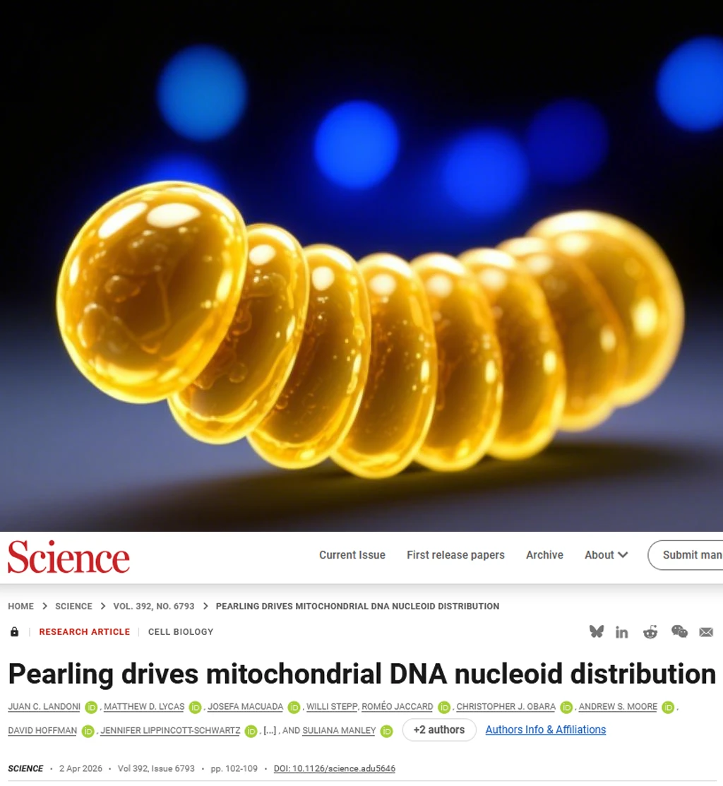 Science重磅-珍珠化驱动线粒体DNA分布