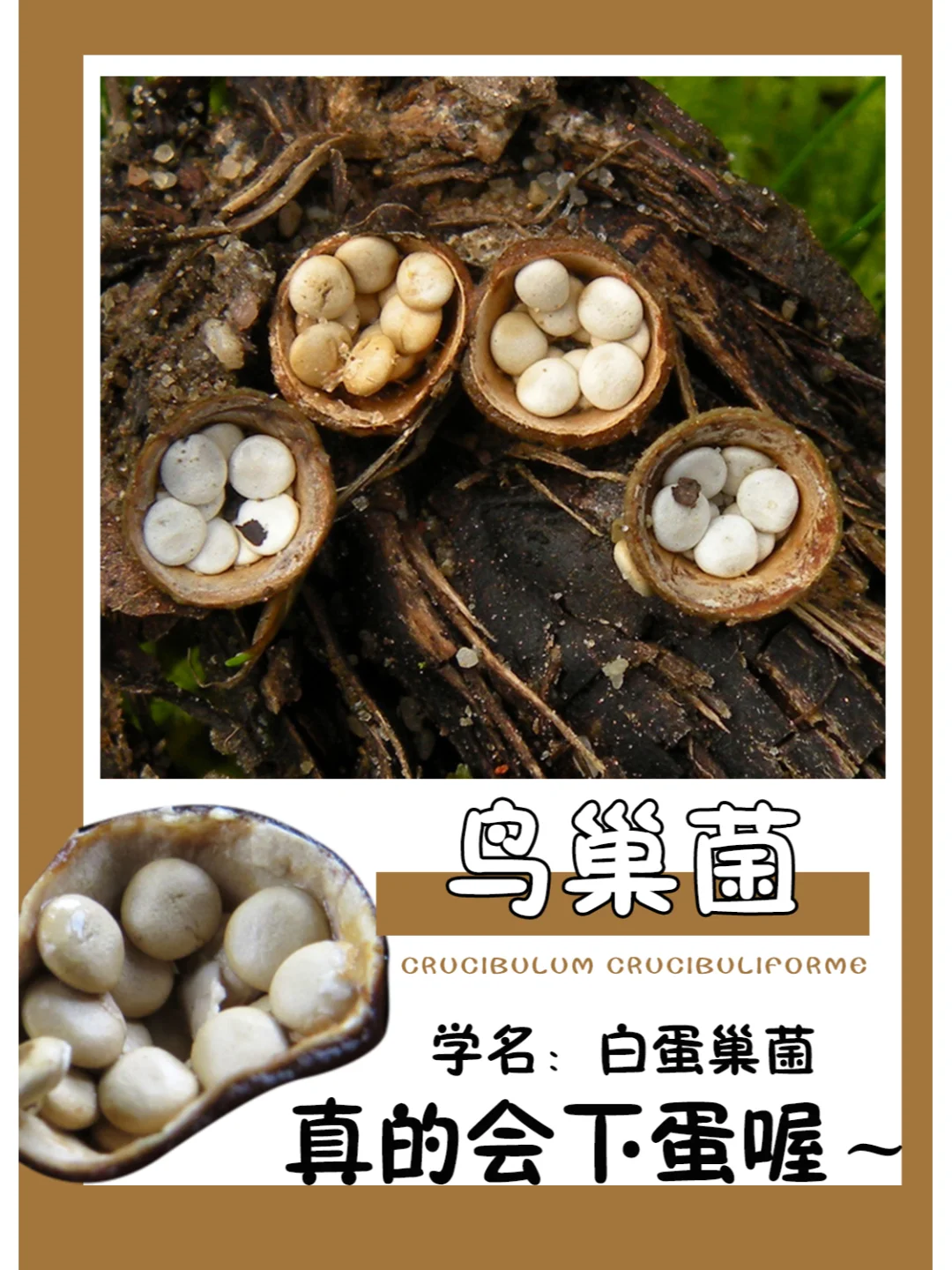 又一种可可爱爱的鸟巢菌~