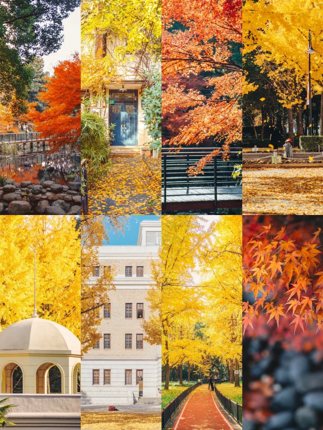 私藏多年🤫上海闹市的3️⃣公里宝藏赏秋路线