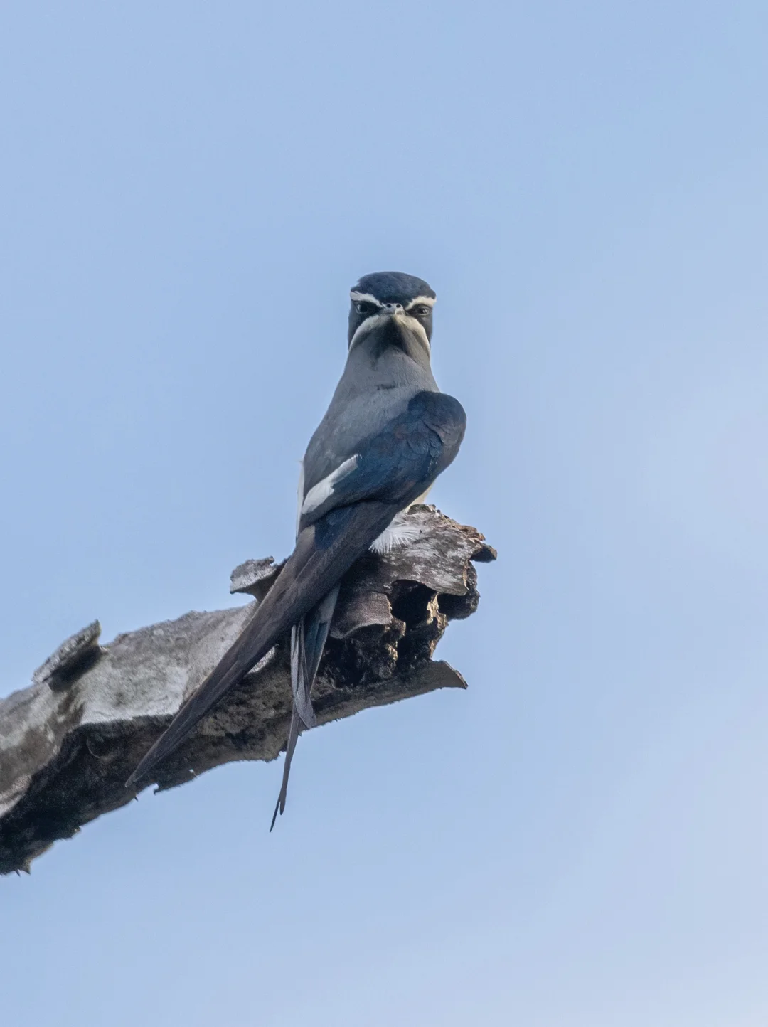 白眉白须的仙风道骨~须凤头雨燕
