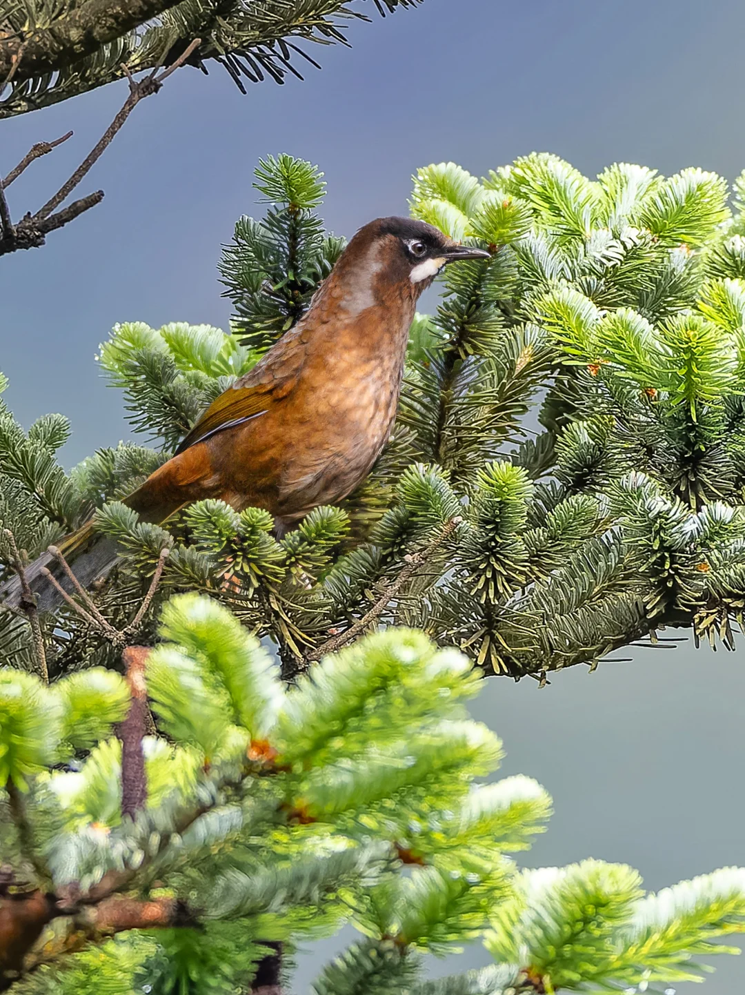 “工笔画”云杉上的黑顶噪鹛
