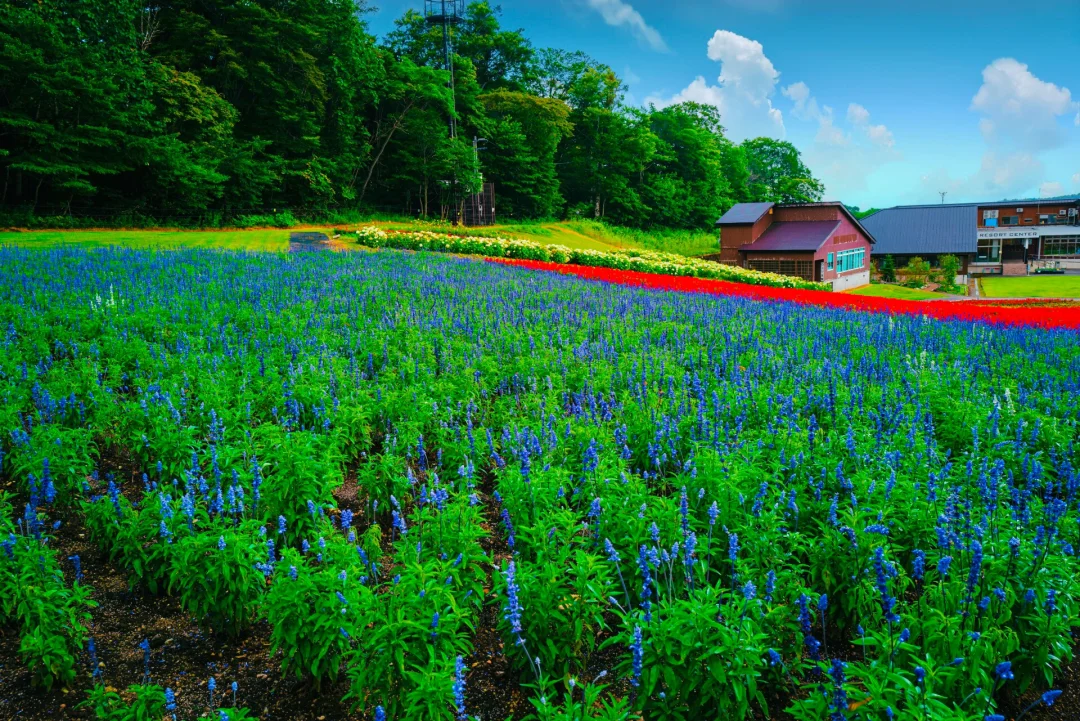 日本群马丨不用去普罗旺斯也可以享受的花海