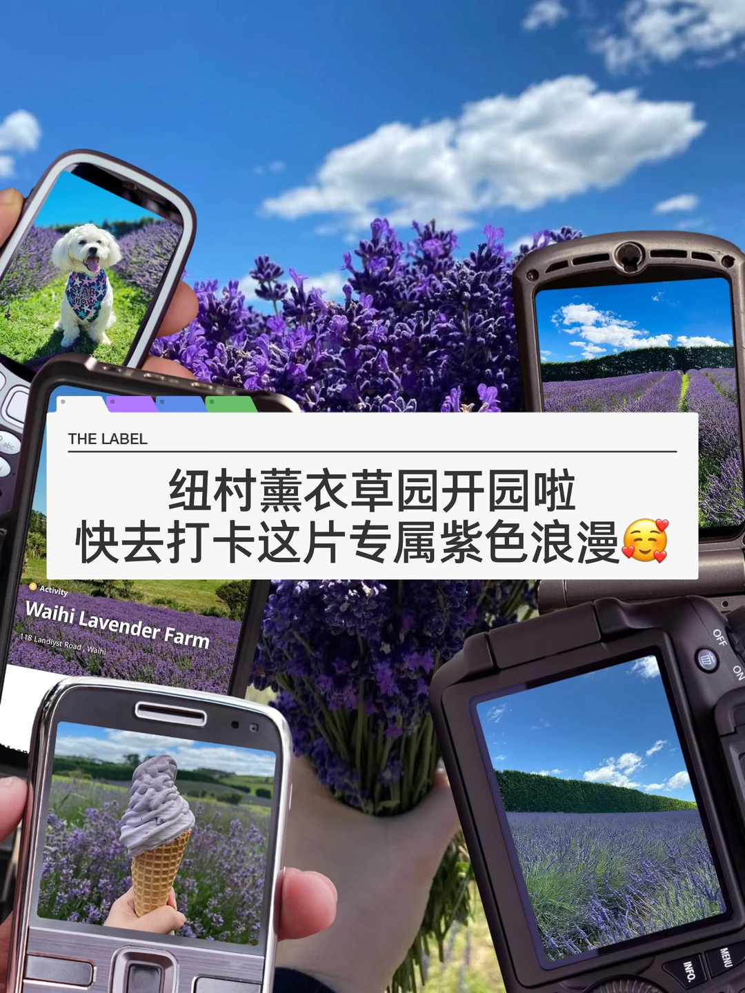 🇳🇿纽村薰衣草园开园啦 快去打卡紫色浪漫