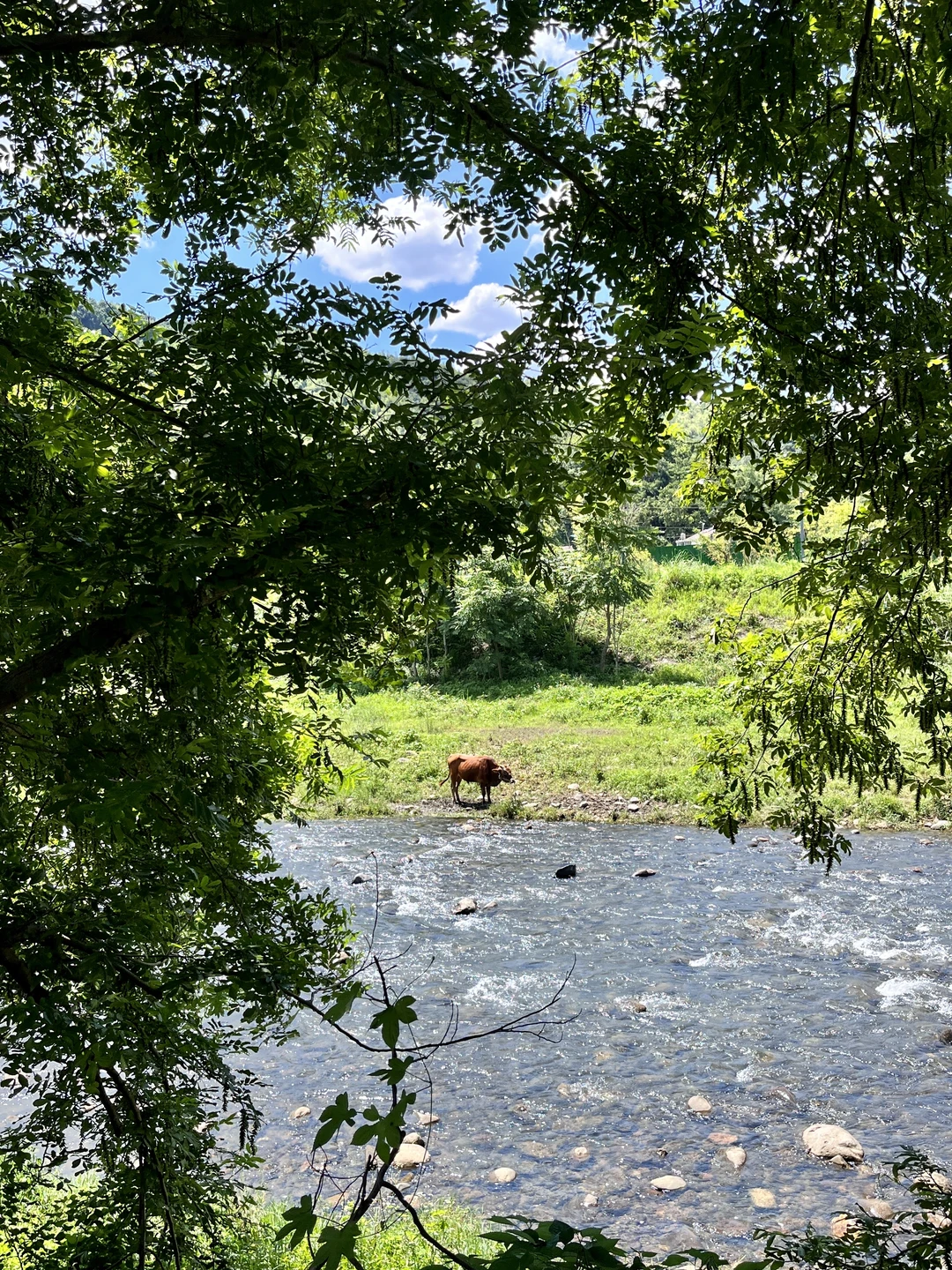 安吉“阿勒泰”🏞️找到了免费玩水的好地方
