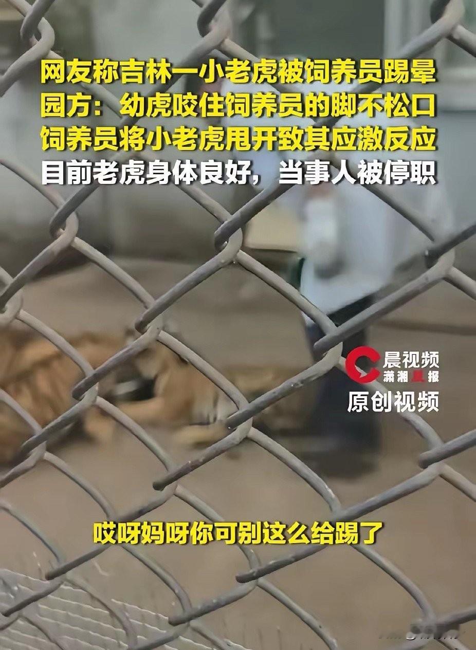 4个半月大的小老虎，被饲养员一脚踢到“僵直瘫倒”！这不是什么虐畜新闻，而是昨天发生在吉林省东北虎园的真实一幕。视频里，那只小东北虎躺在地上一动不动，四肢僵硬，周围游客惊呼不断。园方今天回应：是幼虎喂食时咬住饲养员脚不松口，饲养员“本能反应”甩开，幼虎出现短暂应激反应。已全面检查，指标正常，饲养员停职