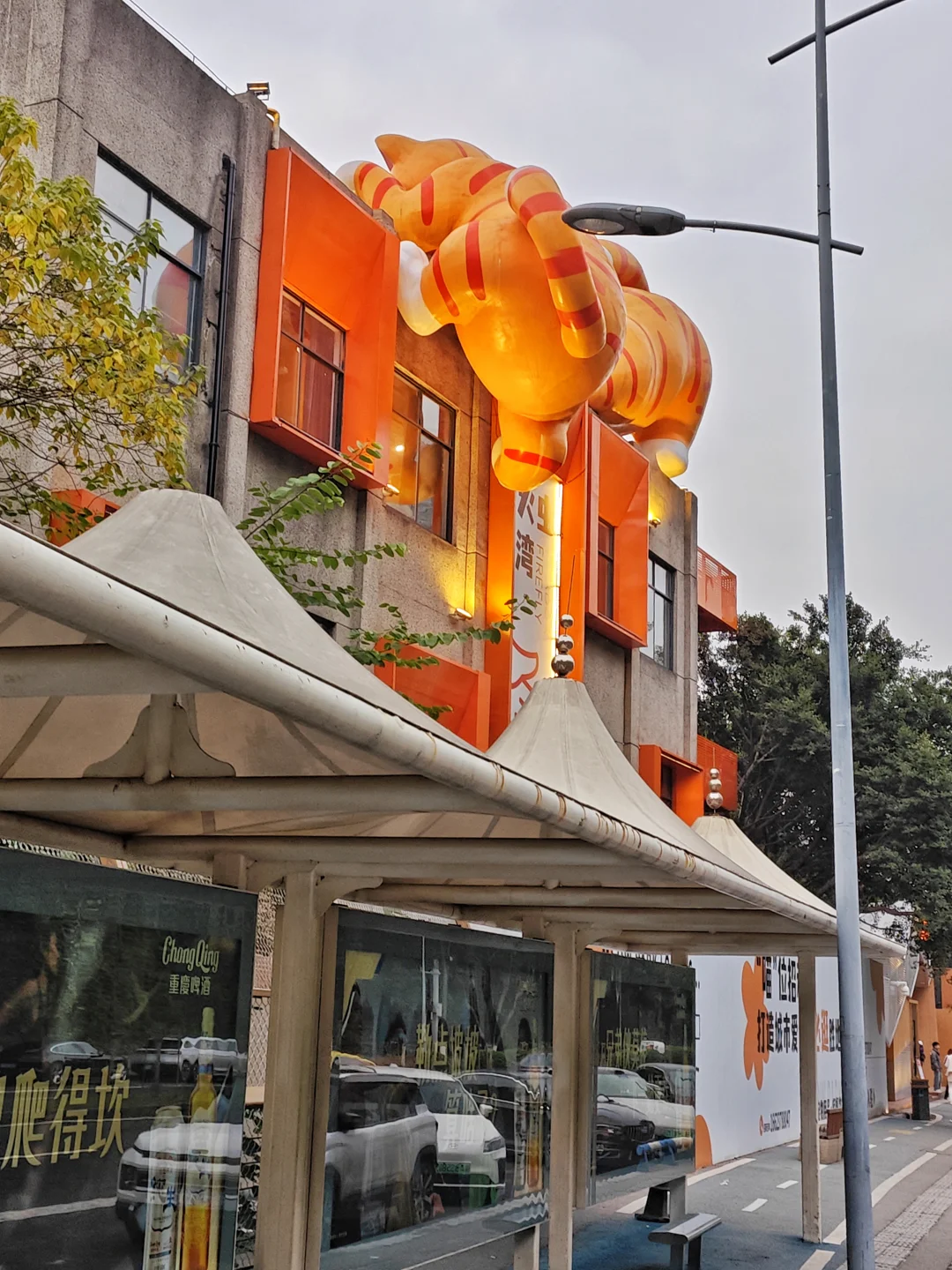 重庆的流浪猫乐园(citywalk389)