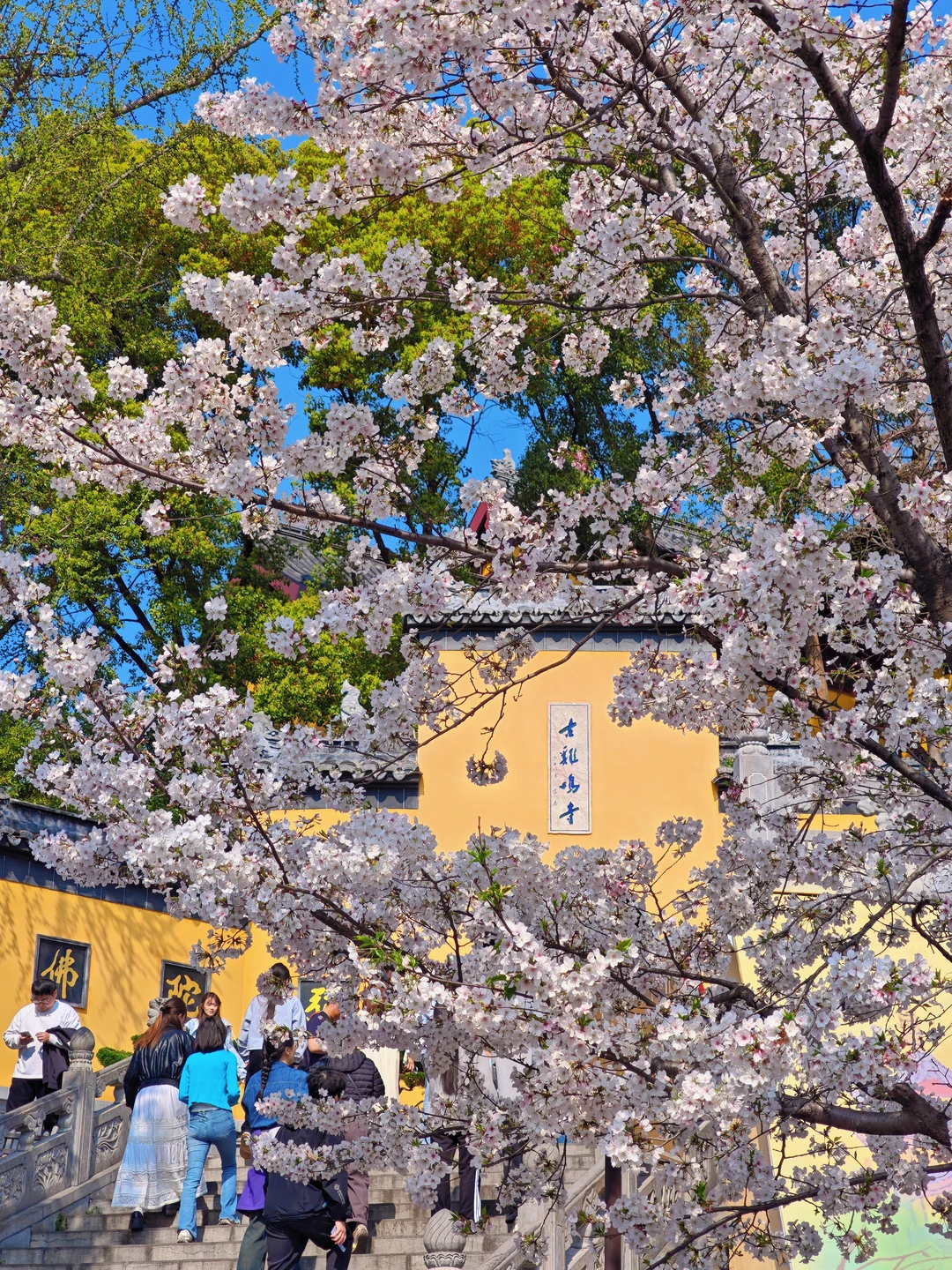 3.29实况！鸡鸣寺樱花今年还没开多久？