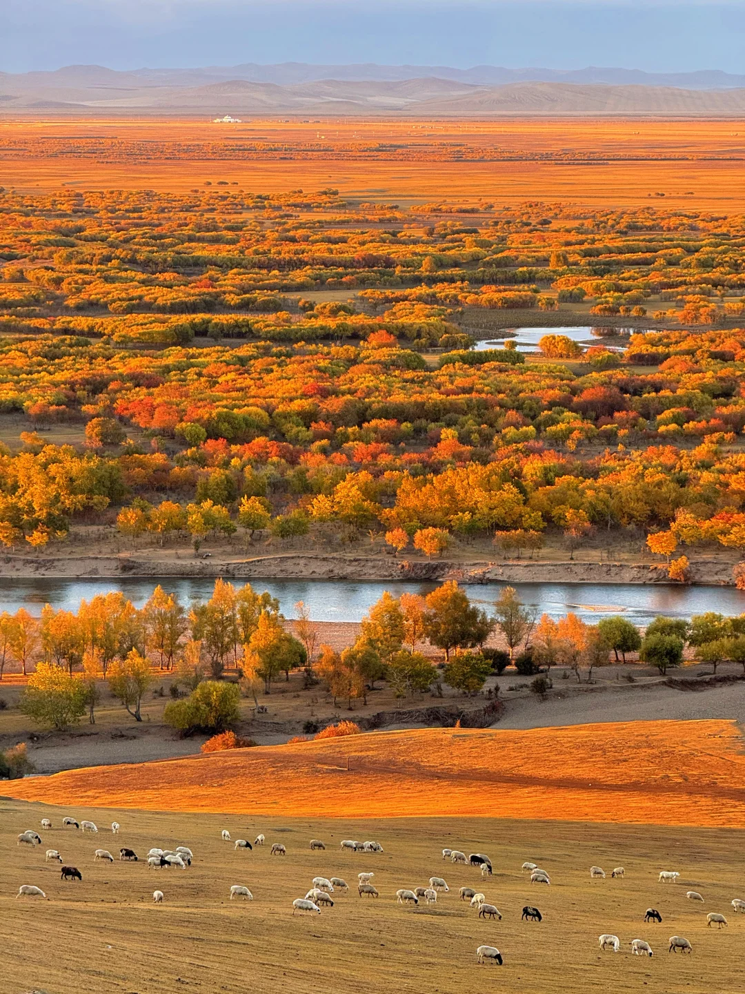 我在内蒙见到了，人生最美的秋天（Live图）