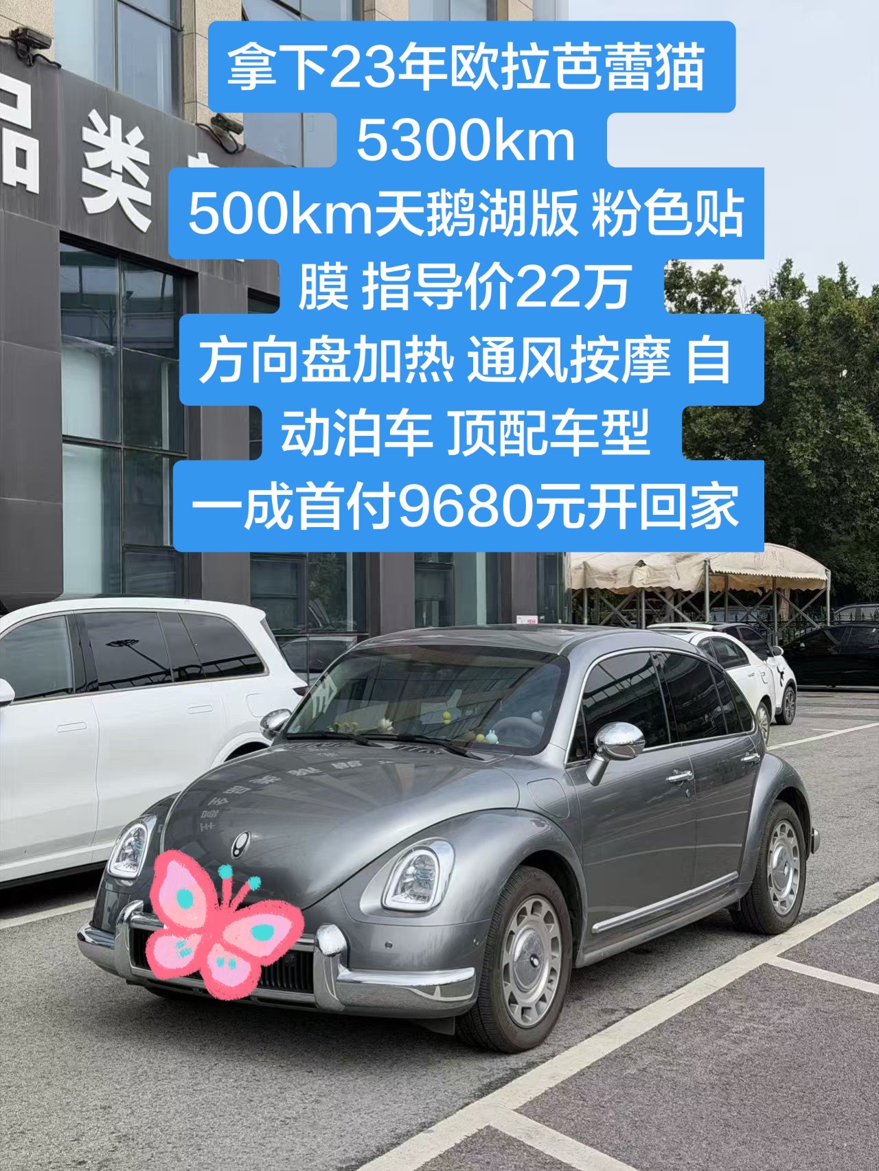 欧拉 欧拉芭蕾猫