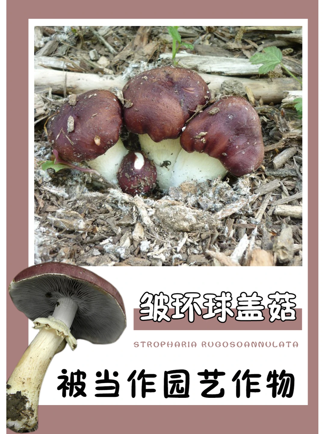 被种植在花园，拿来欣赏