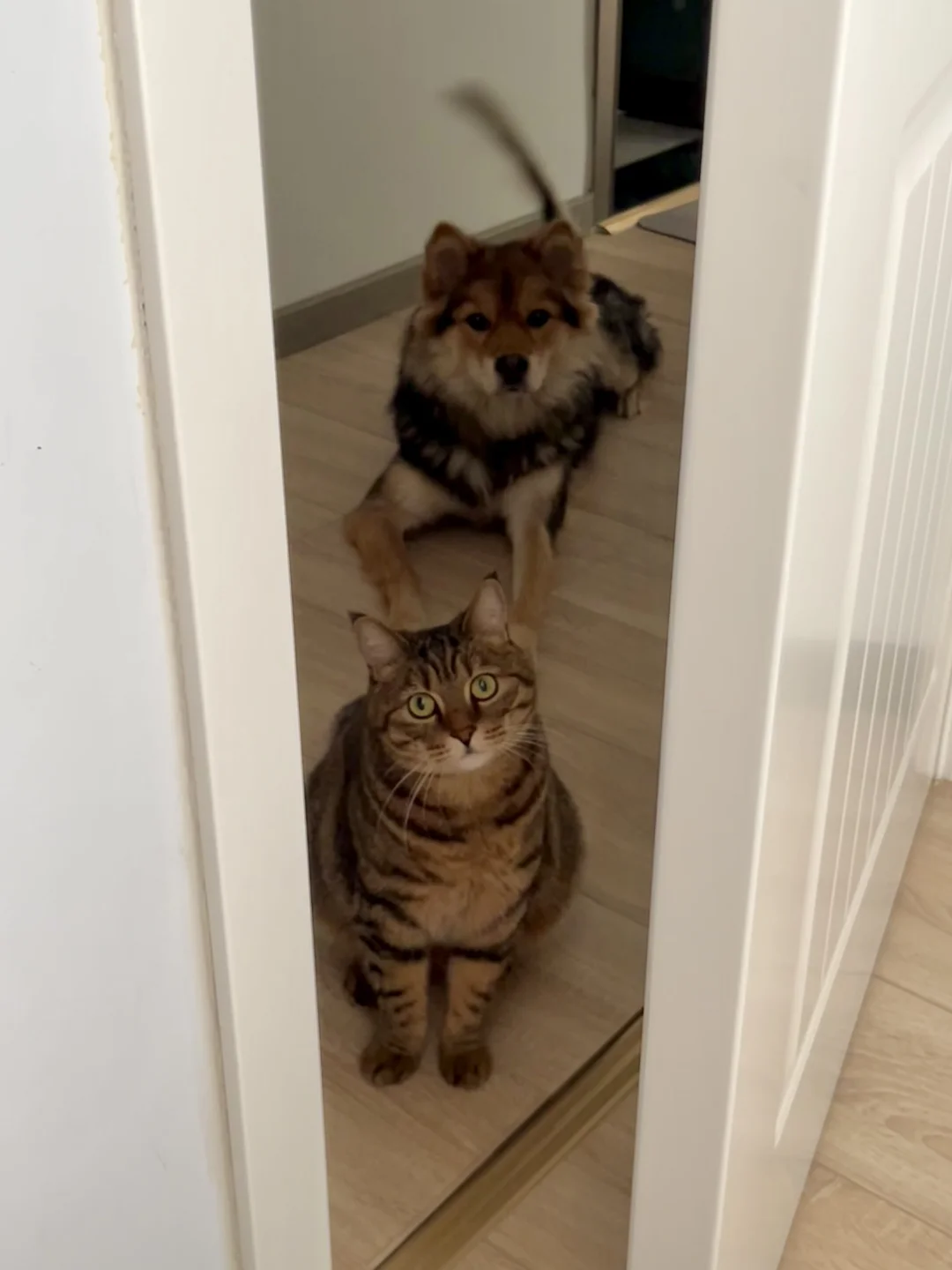 “你去跟她要小肉干 我不敢”