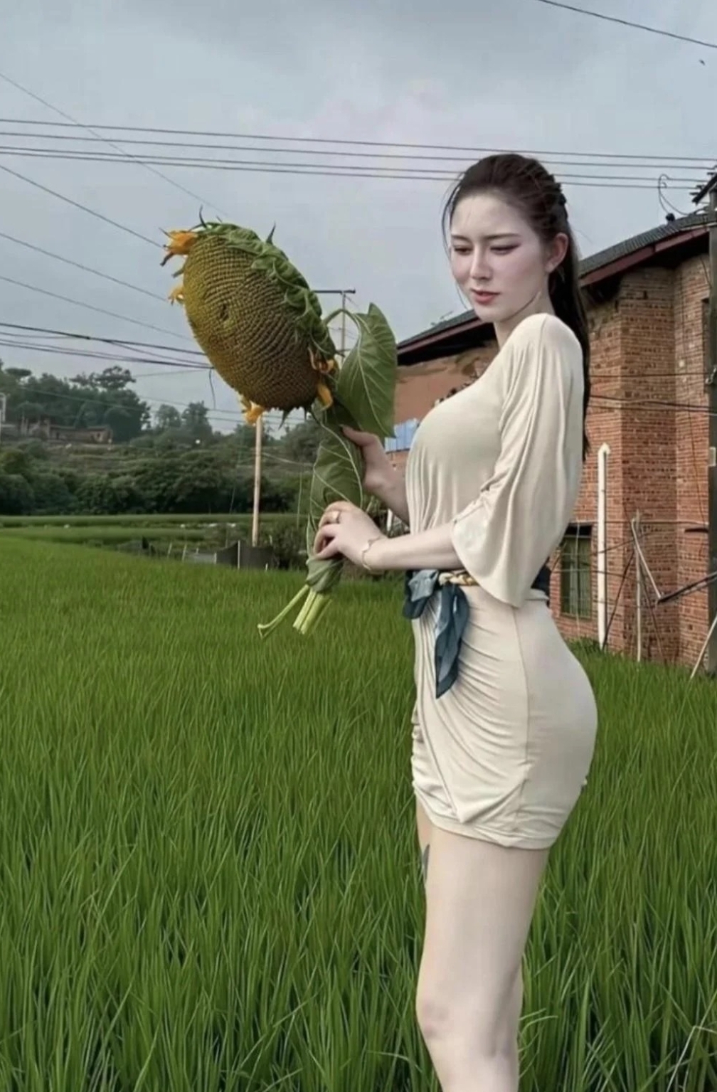 丰收了，好大一颗向日葵