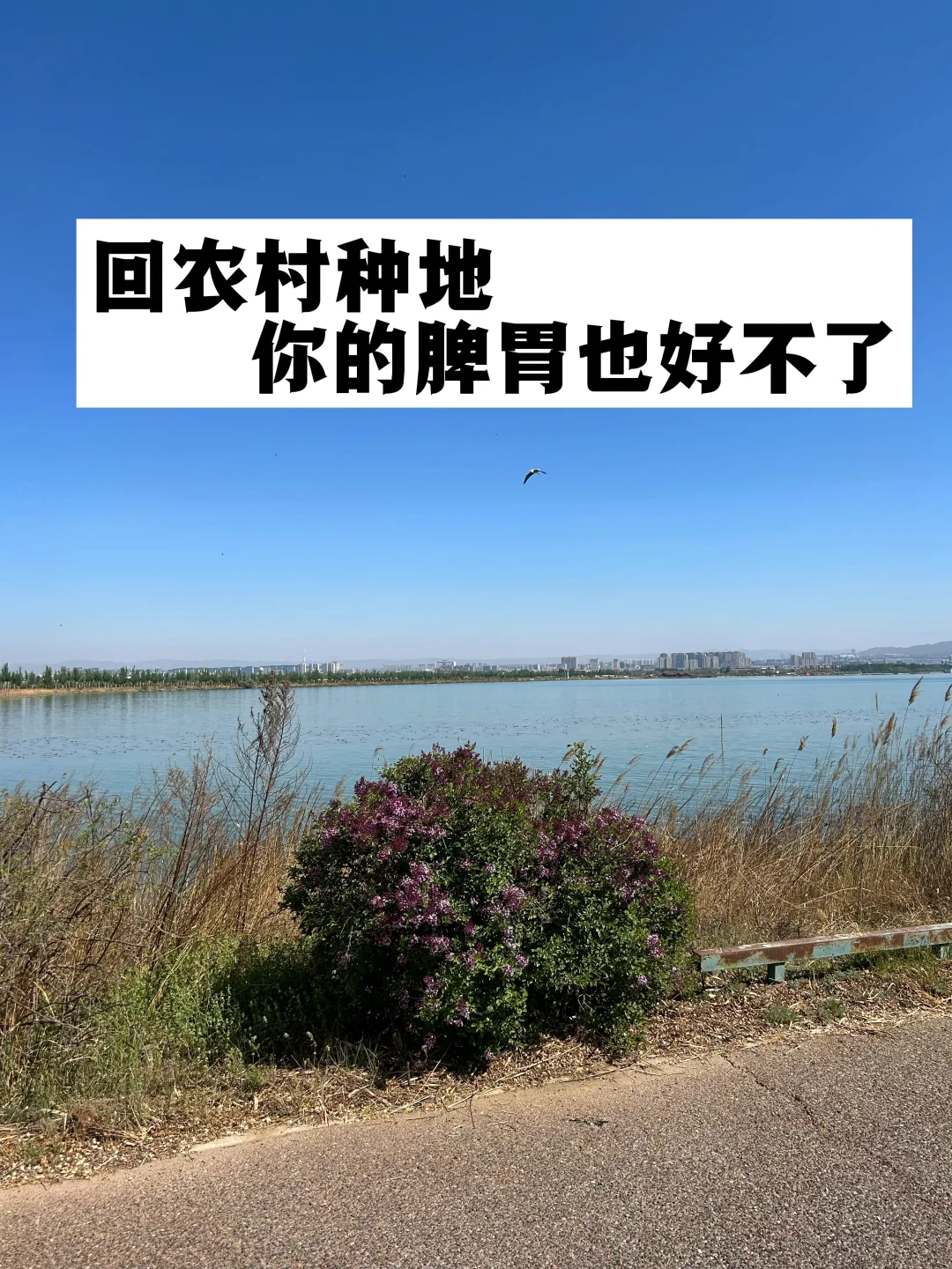 回农村种地，你的脾胃也好不了！