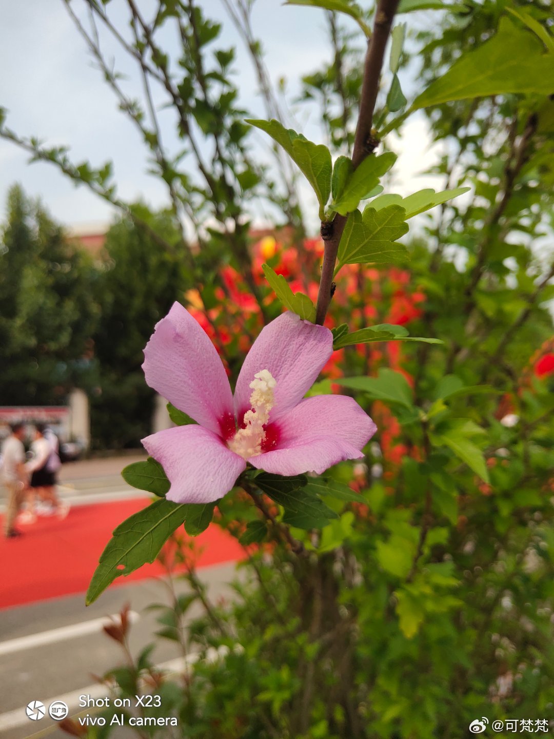 #vivo[超话]##vivo超话# 这个紫色的木槿花真好看，木槿花好像从夏天开到了秋天，花期很长 ​