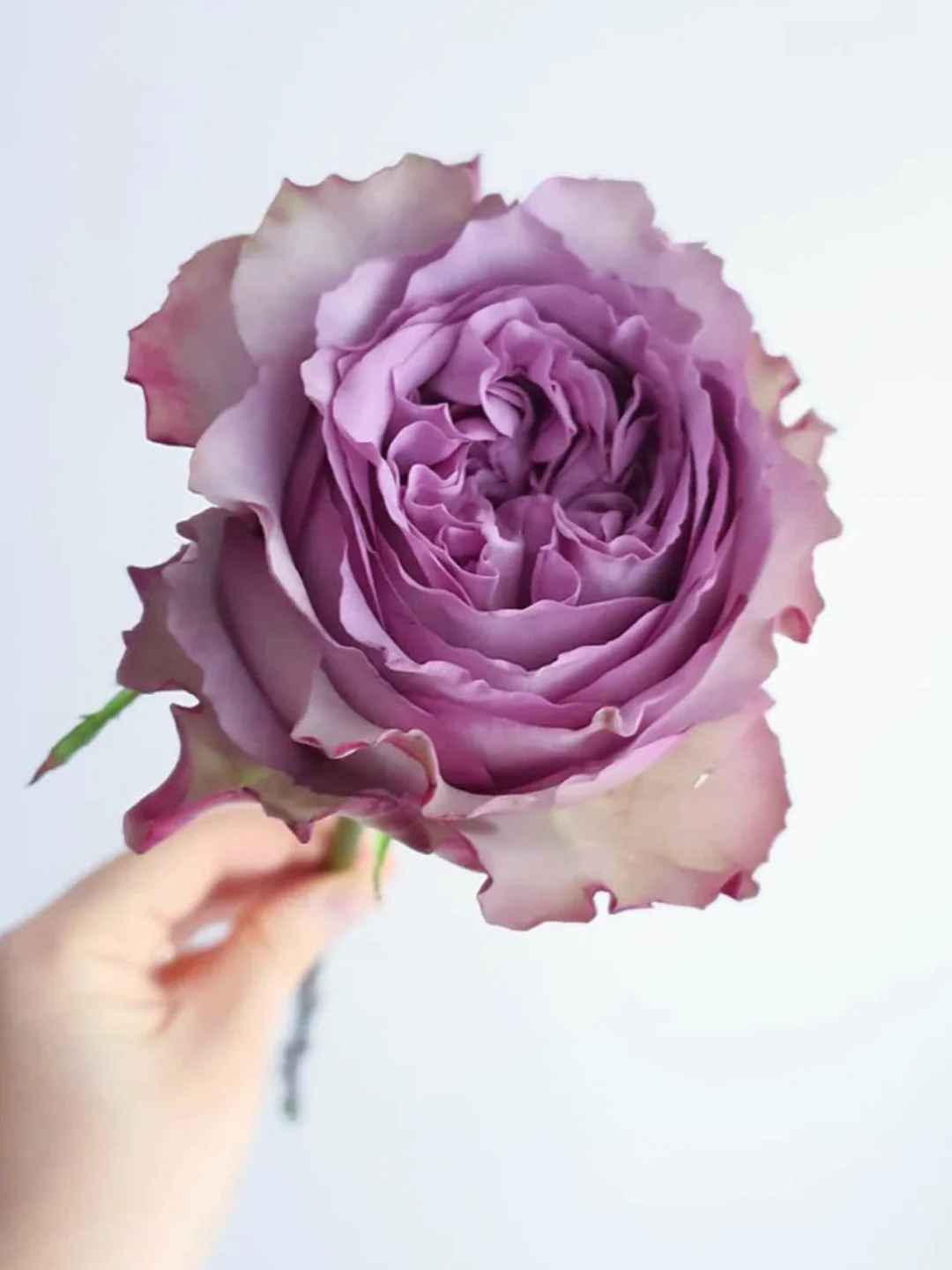 带你每天认识一种花材193｜玫瑰多洛塔