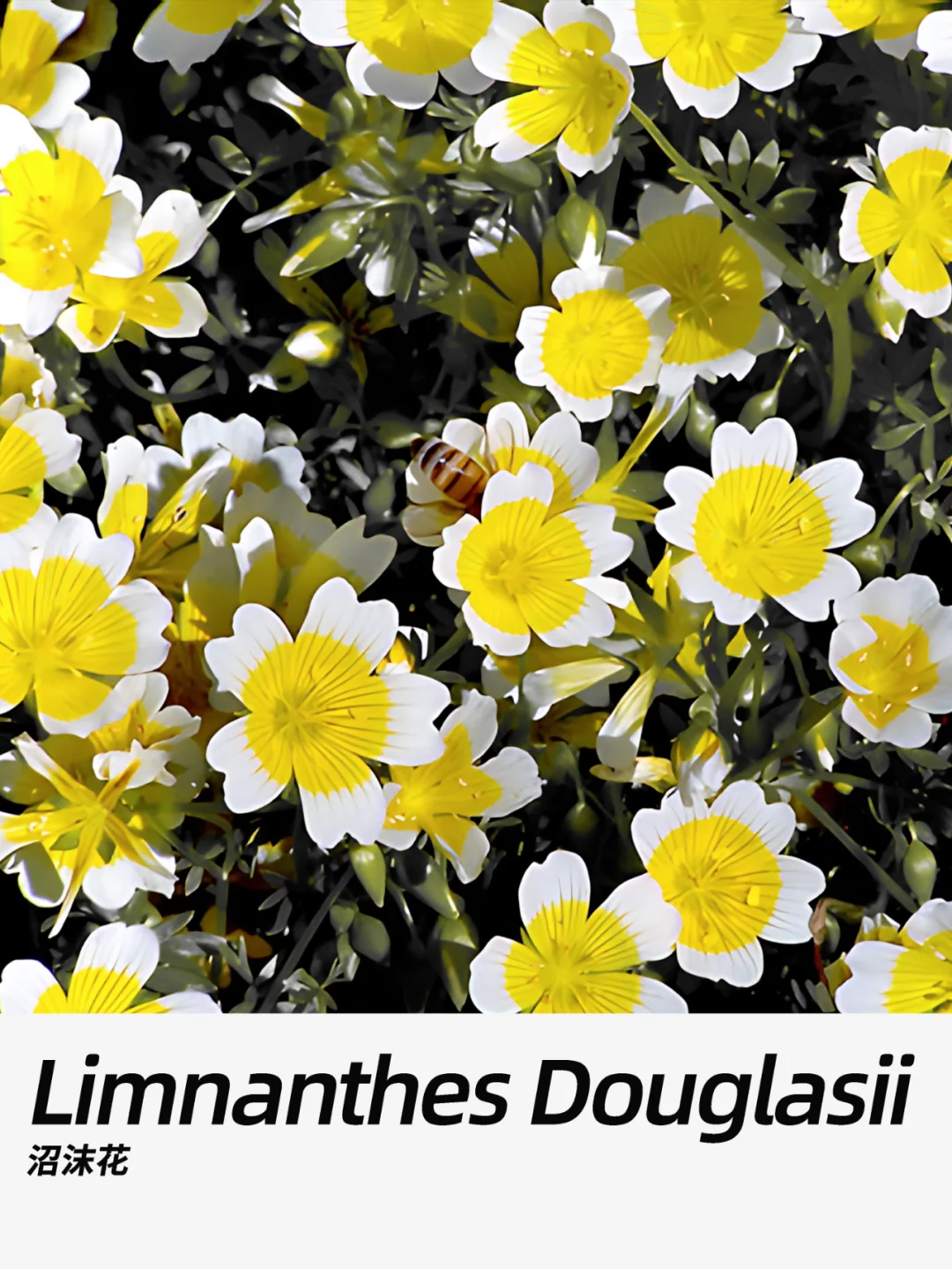 带你每天认识一种花材254｜沼沫花
