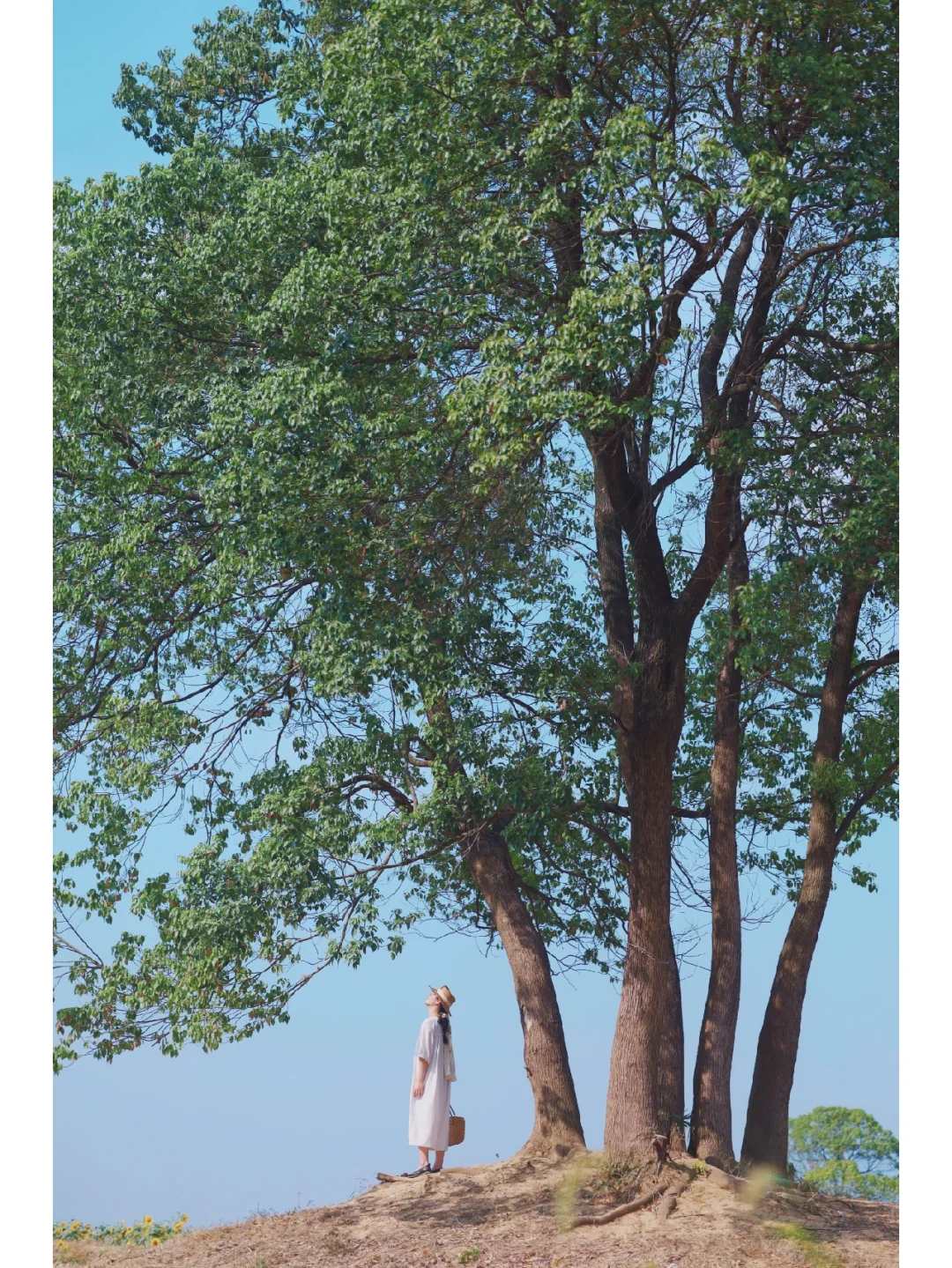 在武汉找到了最浪漫的一颗树❗闯入日系电影