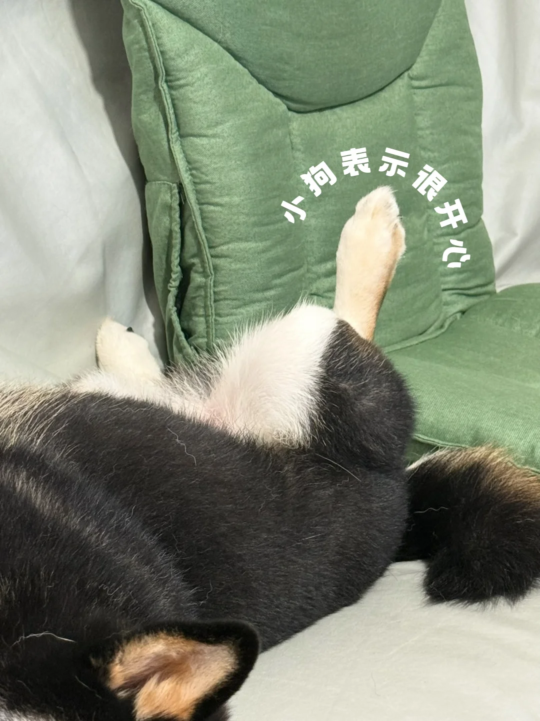 小狗过的是我想要的生活