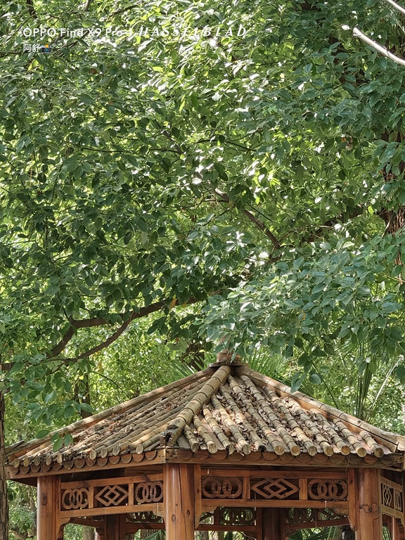 来，看树，看树的树🌲