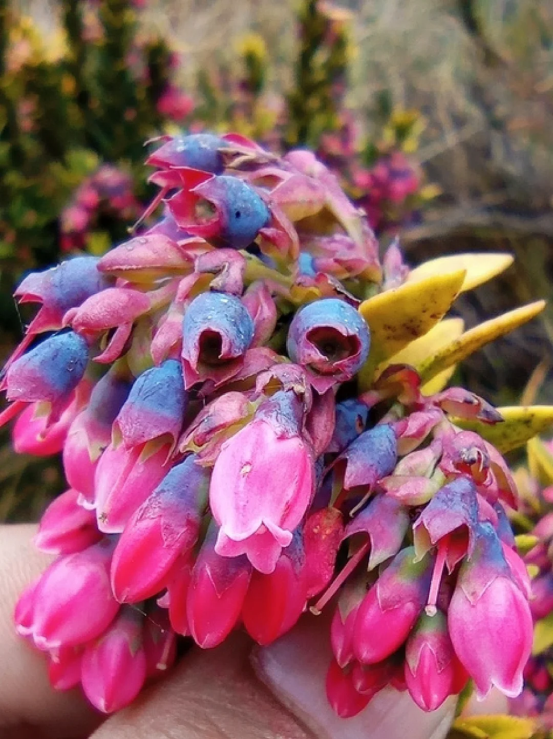 美味浆果～安第斯蓝莓Vaccinium