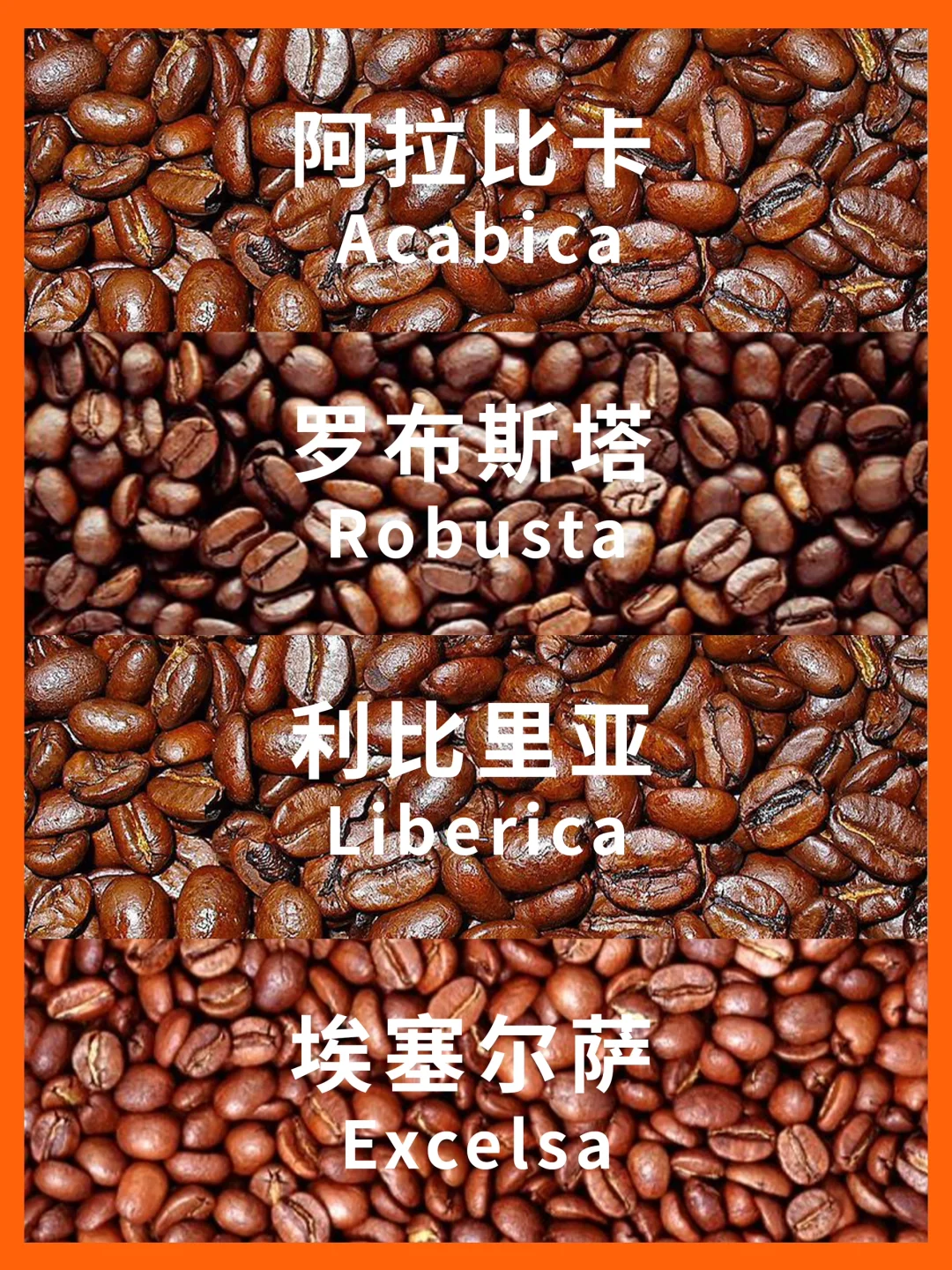 世界咖啡豆4大品种 ☕️1分钟了解咖啡知识