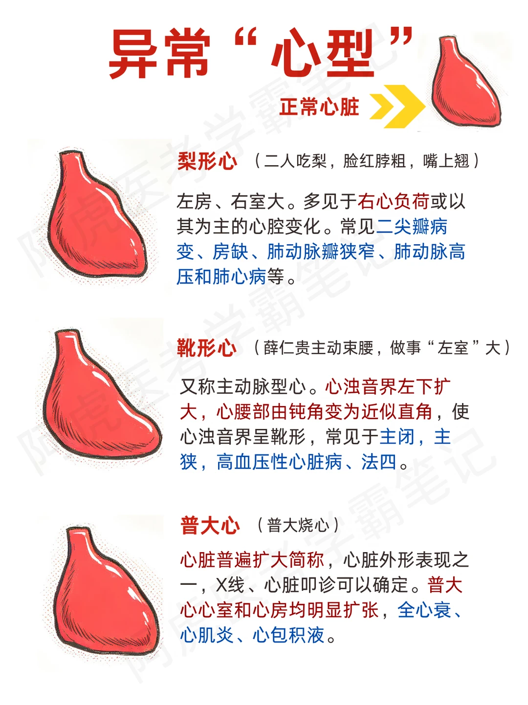 阿虎医考笔记📒不同的心脏形态的意义❤️