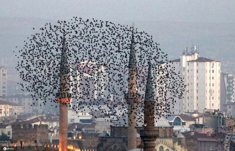 鳥群飛過土耳其城市上空 形成各種隊形千奇百怪-圖8