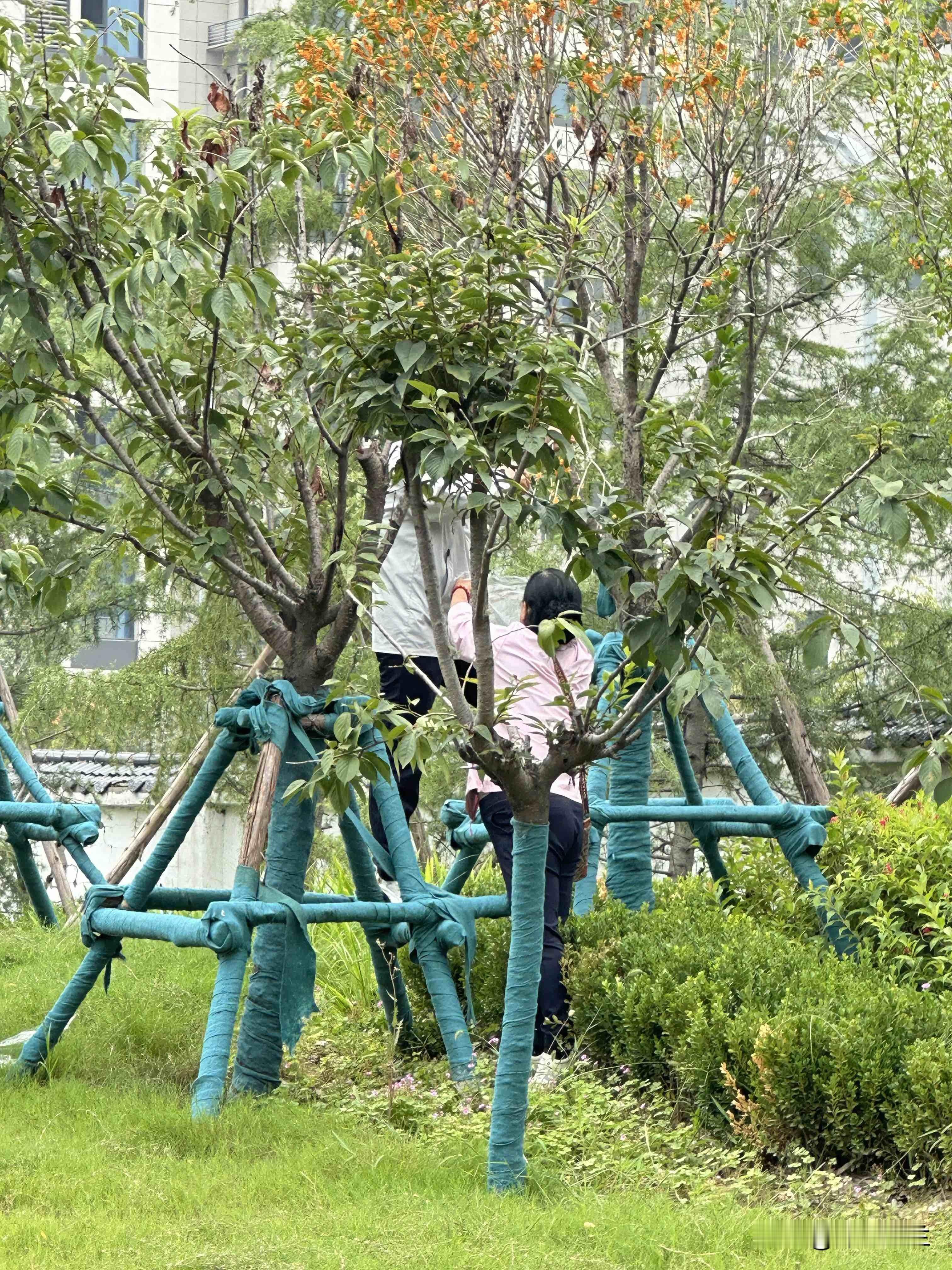 曝光不文明行为！大爷大妈上树摘东西。
路边的绿化，两个人一个上树摘，一个用袋子接，真是素质差的啊。干啥都想占便宜，路过绿化带的树都不放过，为啥总有些人爱占便宜，这时候腿也不疼了，腰也不算了，精神状态极好。
我们总说文明，可现实中不文明的行为比比皆是，社会发展了，人的素质却在倒退。