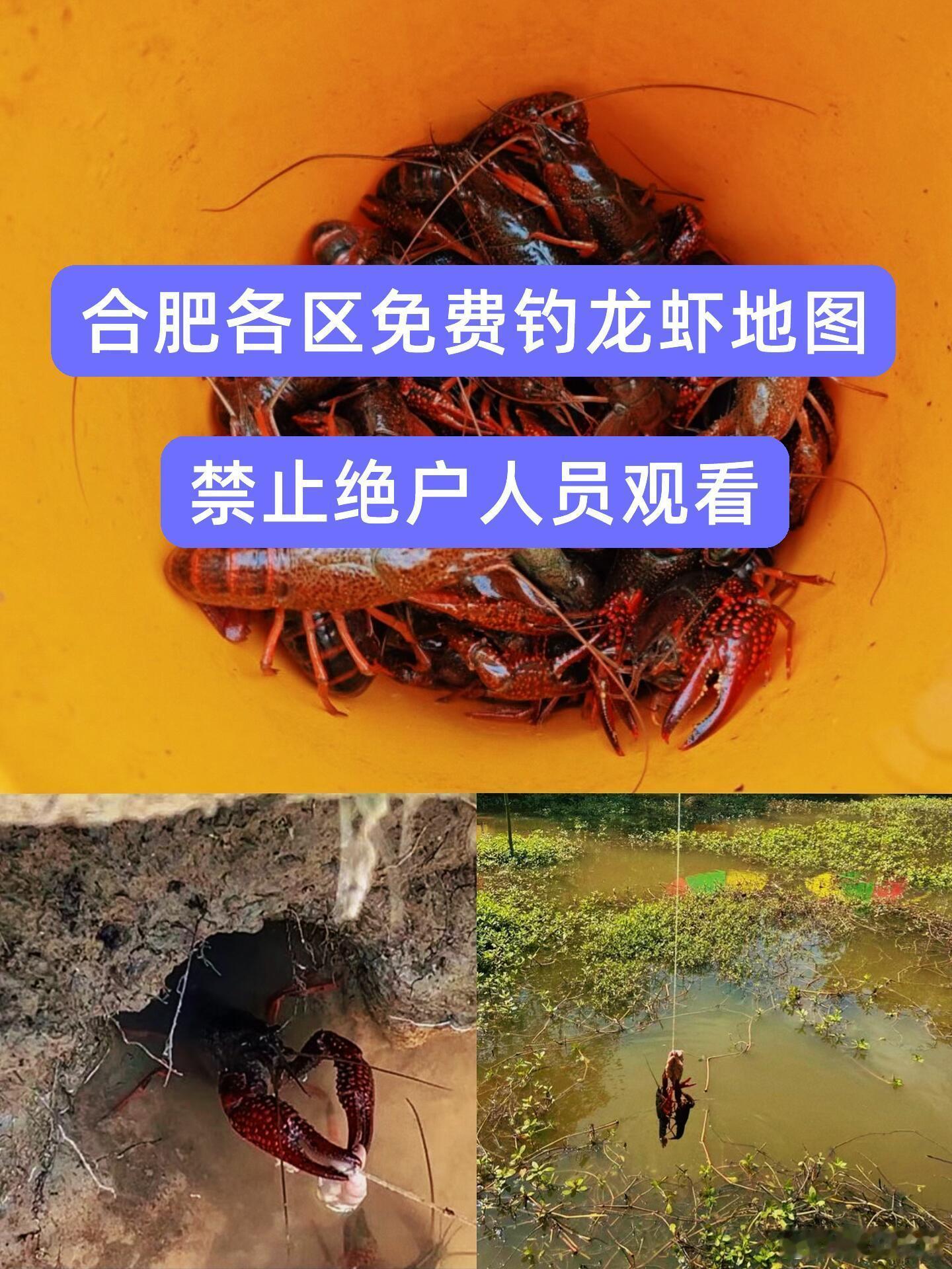 安徽合肥周边，免费钓小龙虾好去处！建议钓具：一般竹竿+棉线+鸡肠/猪肺...