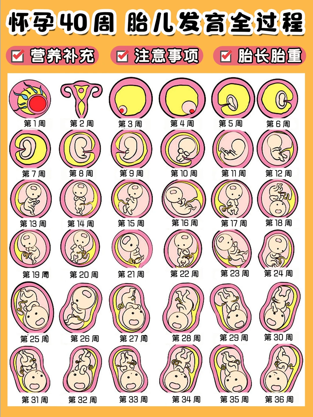 怀孕必知⚠️怀孕1-40周注意事项‼️存起来
