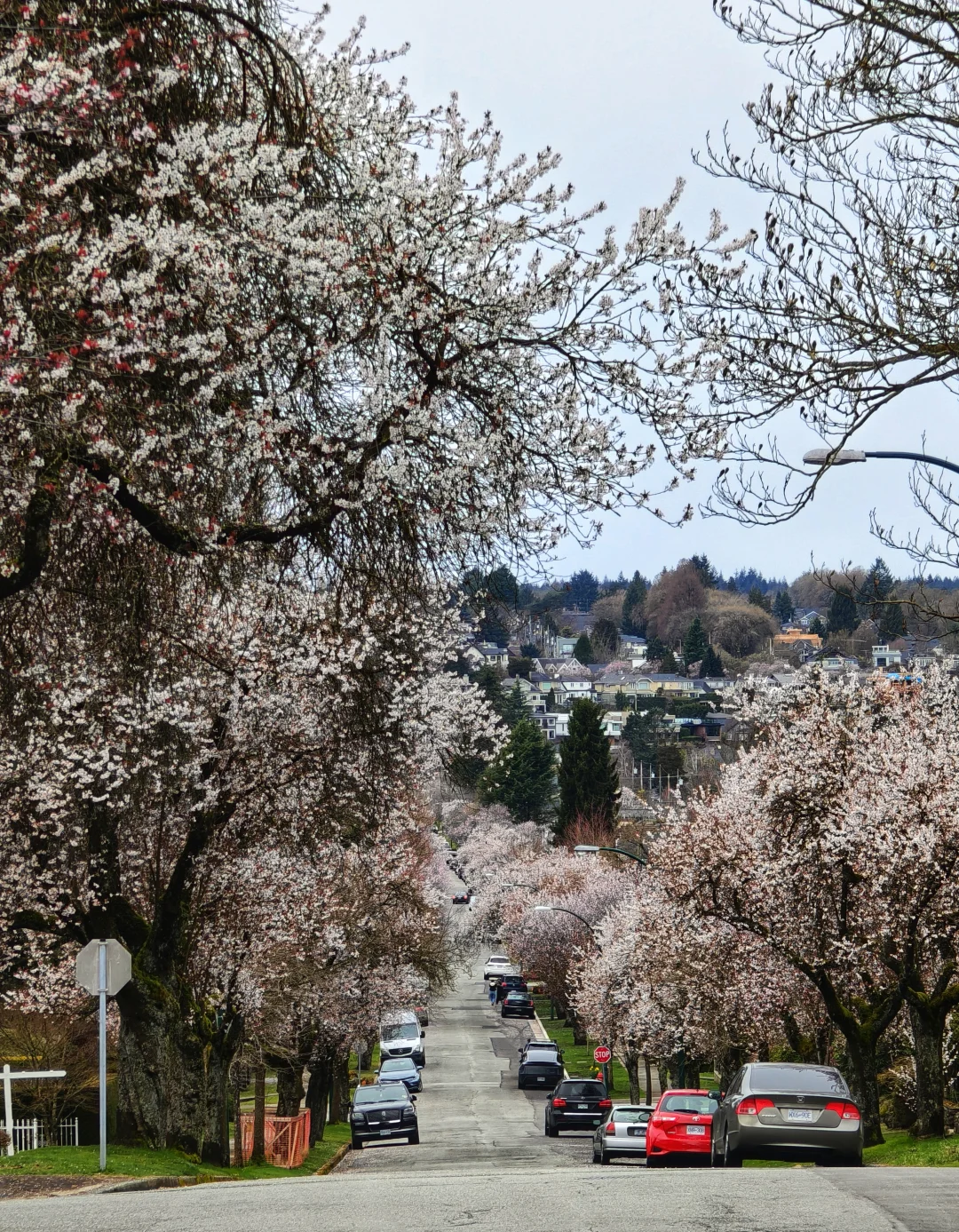 被春天包围的城市