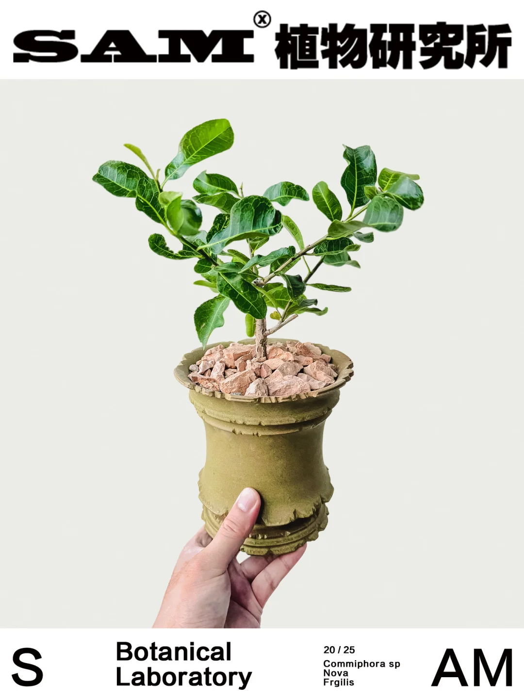 脆皮没药橄榄｜Commiphora Sp Nova Frgilis