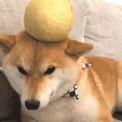 亚历山大