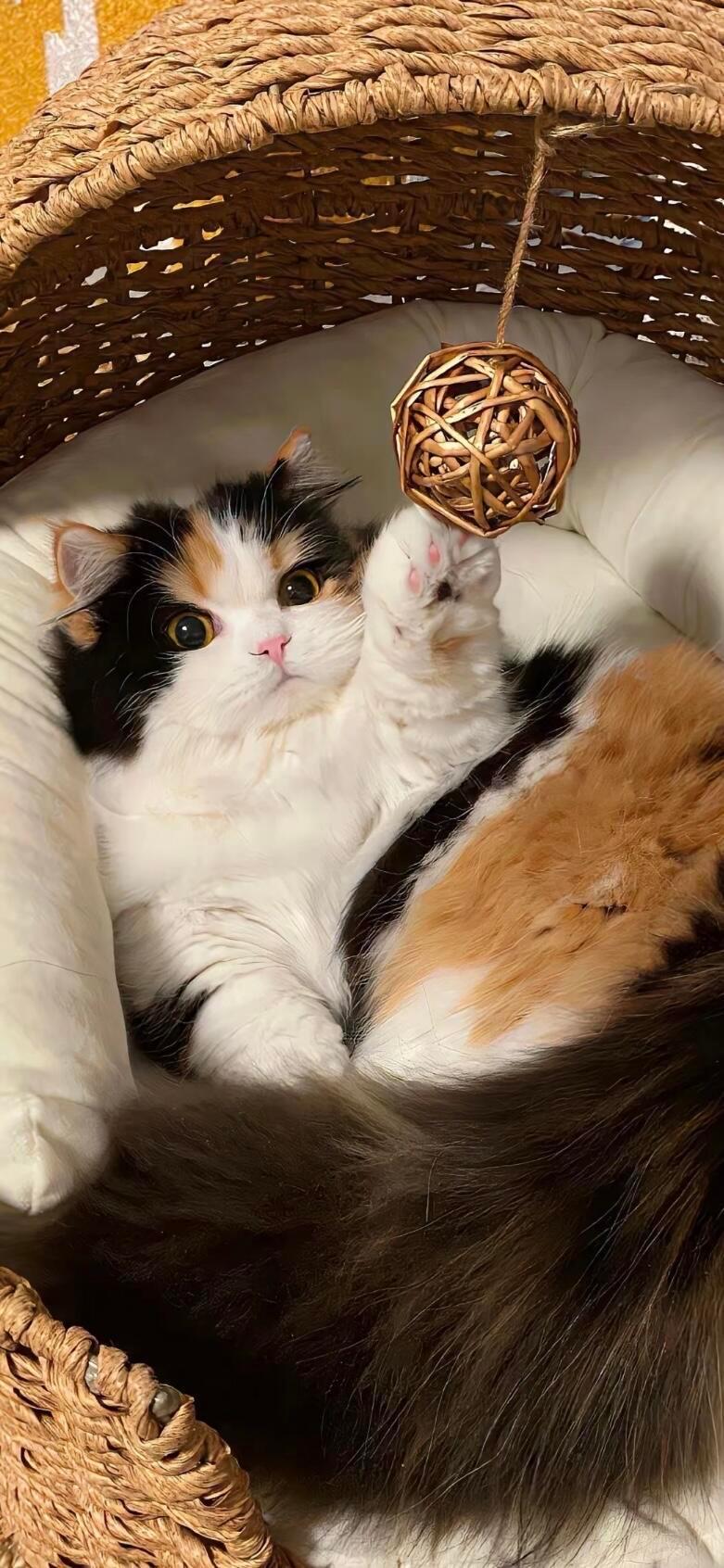 世界不能没有小猫 ​