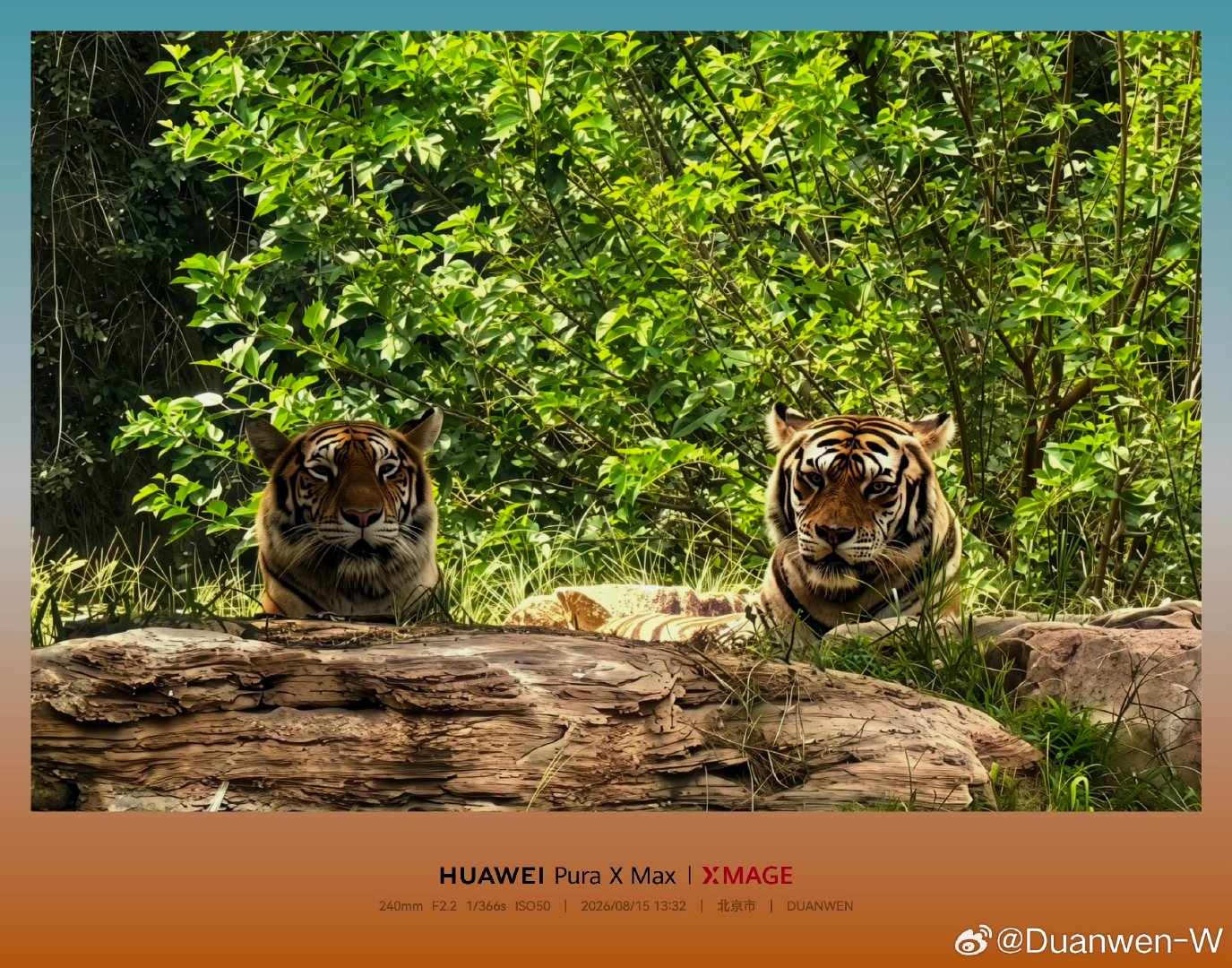 寻找神奇动物在哪里
设备：HUAWEI Pura X MAX
地点：北京野生动物园
#手机摄影[超话]##华为影像xmage##夏日色彩计划##北京野生动物园# ​
