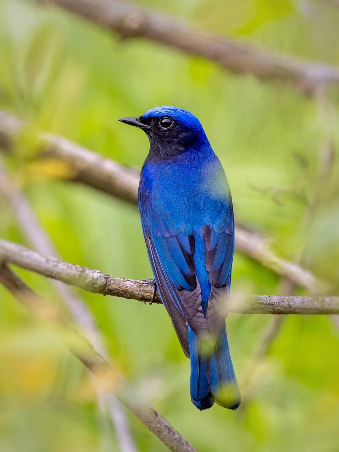 近期深圳的树林里出现一道蓝光！