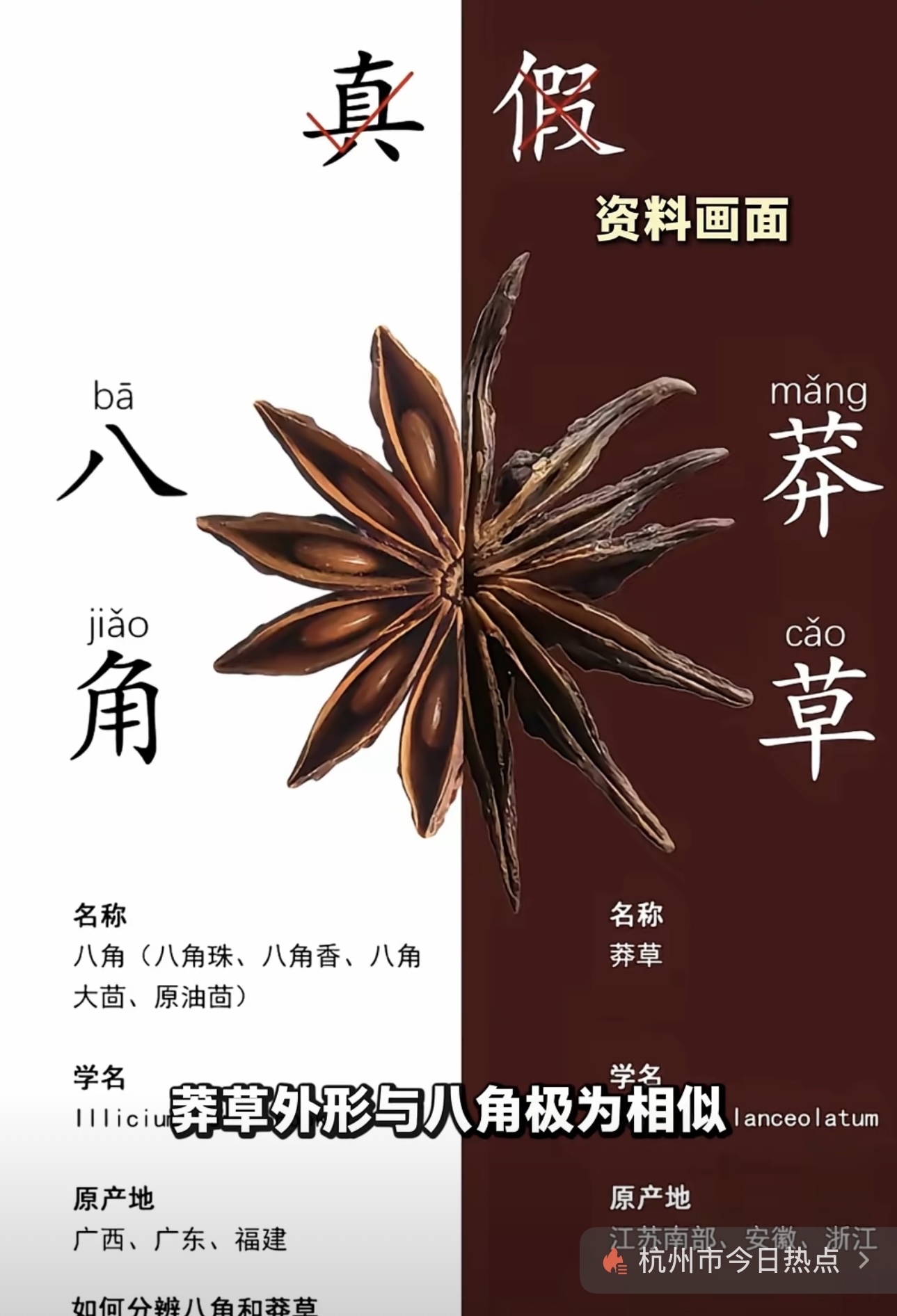 八角与莽草的区别，竟然如此神似
陈女士购买八角
发现里面有两颗不太像
搜索后发现竟然是剧毒莽草
大家购买八角后一定注意检查
