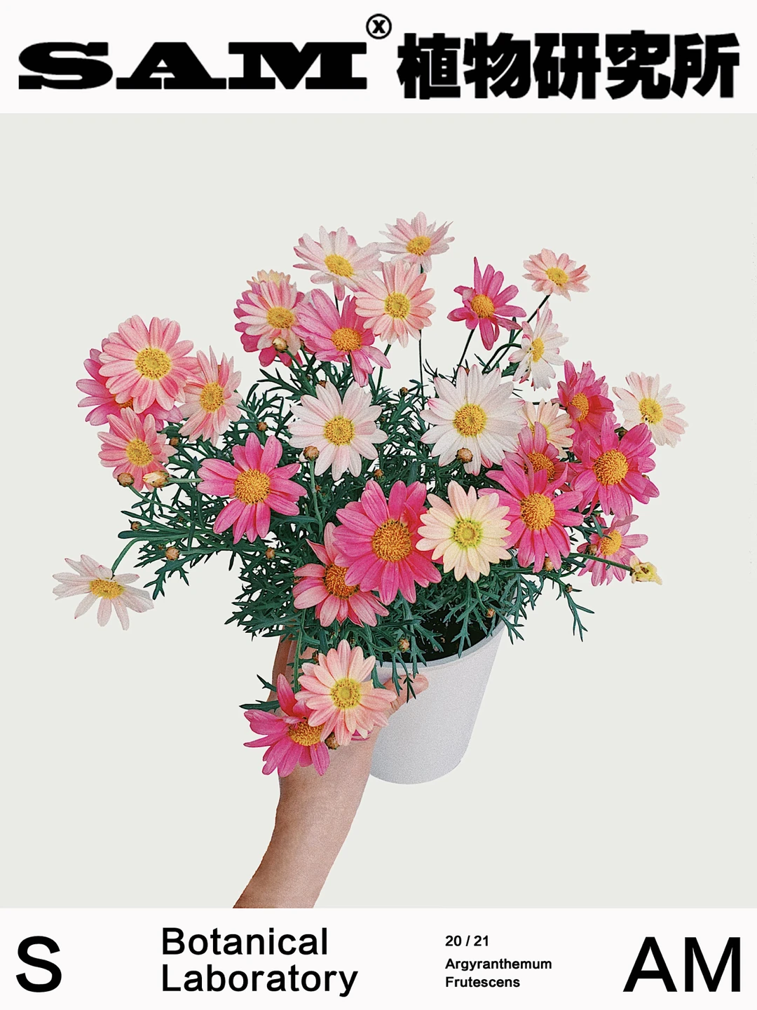 玛格丽特菊｜Argyranthemum frutescens