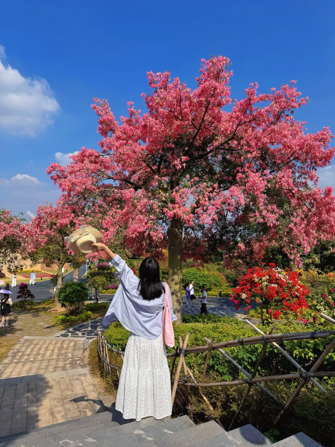 实况live～东莞这里花开成粉云🌸简直太美了