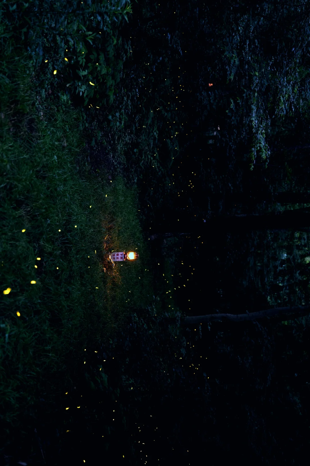 6.27南京紫金山萤火虫