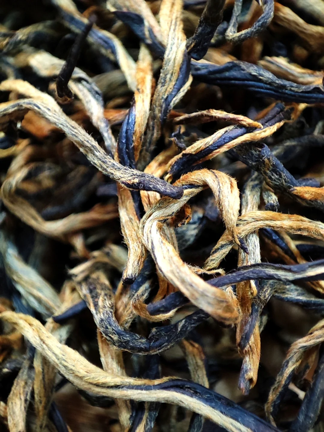 头春高山英红九号有机金毛毫！一芽一叶采摘🌱