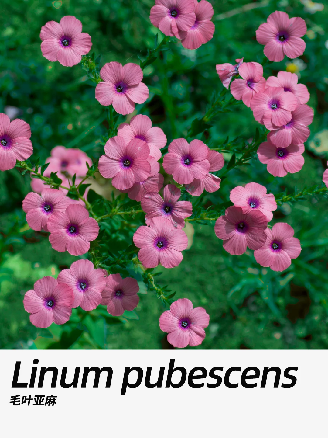 带你每天认识一种花材340｜毛叶亚麻